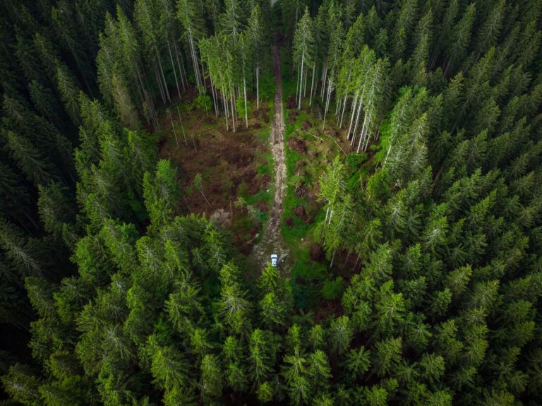 off-road-car-adventure-on-forest-road-drone-view-2025-03-31-08-15-10-utc (2) (1)